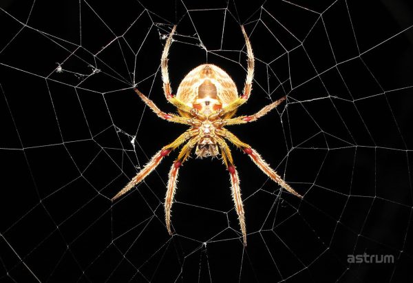 NB200 NOTEBOOK STICKER 15.6 3D SPIDER"